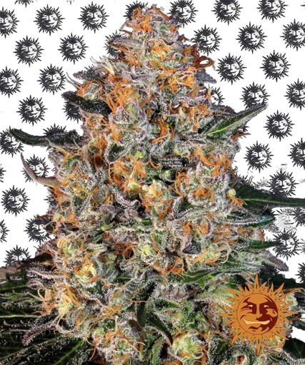 Bubba Kush | PHOTOFEM | Barneys Farm