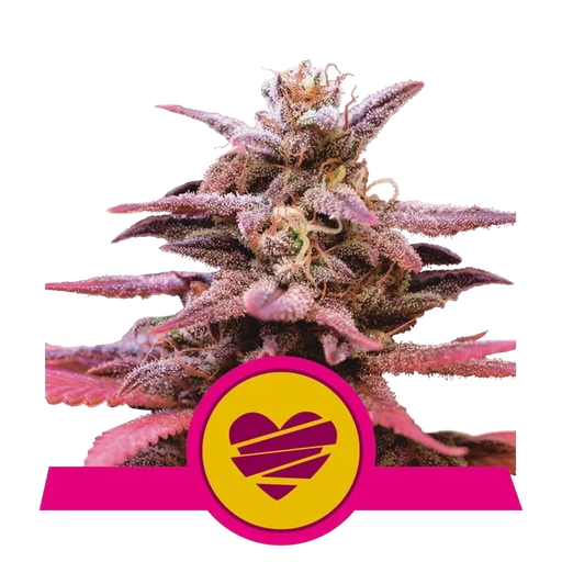 Wedding Crasher | PHOTOFEM | Royal Queen Seeds