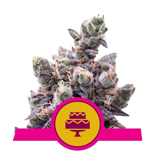 Wedding Gelato | PHOTOFEM | Royal Queen Seeds