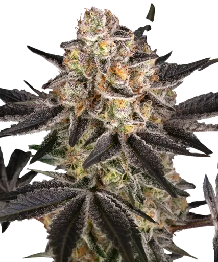 White Runtz | PHOTOFEM | Barneys Farm