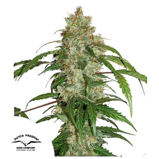 White Widow CBD Auto | AUTOFEM | Dutch Passion