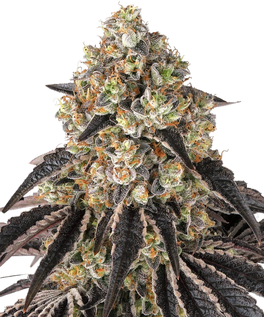 Black Cherry Gushers | PHOTOFEM | Barneys Farm