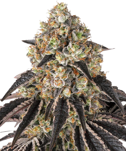 Black Cherry Gushers | PHOTOFEM | Barneys Farm