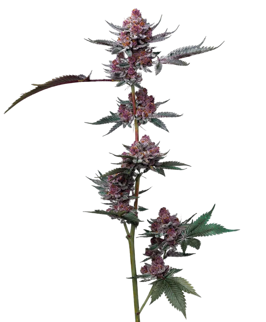 Cherry Poppers | PHOTOFEM | Barneys Farm