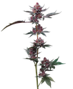 Cherry Poppers | PHOTOFEM | Barneys Farm