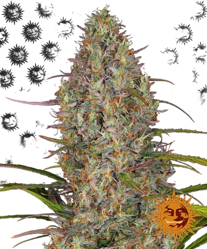 Glue Gelato | AUTOFEM | Barneys Farm