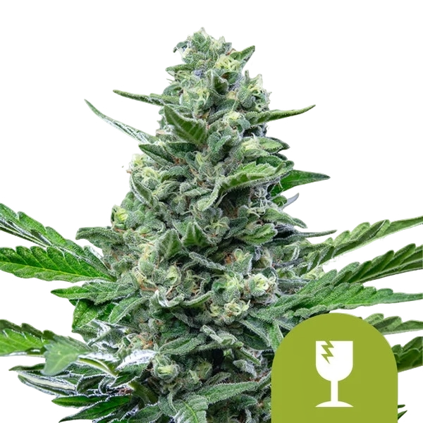 Critical Auto | AUTOFEM | Royal Queen Seeds