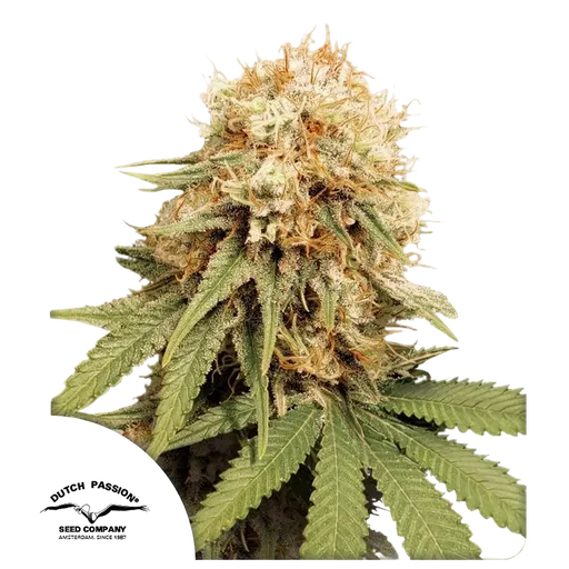 White Widow | PHOTOFEM | Dutch Passion