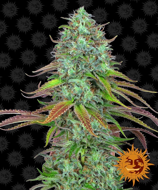 LSD Auto | AUTOFEM | Barneys Farm