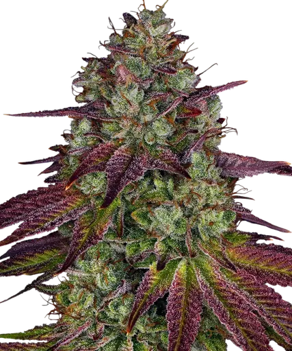 Mimosa EVO | PHOTOFEM | Barneys Farm