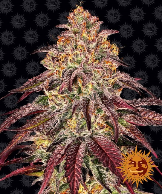 Mimosa x Orange Punch Auto | AUTOFEM | Barneys Farm