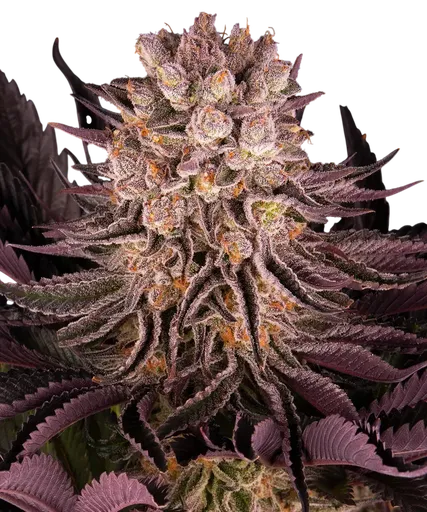 Mimosa x Orange Punch | PHOTOFEM | Barneys Farm