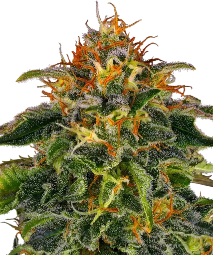 Moby Dick | PHOTOFEM | Barneys Farm