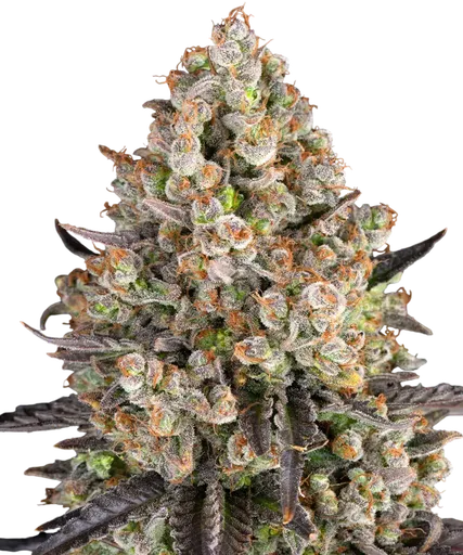 OG Kush | PHOTOFEM | Barneys Farm