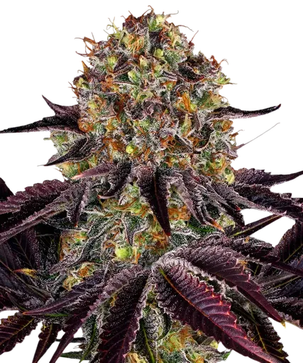 Runtz x Layer Cake | PHOTOFEM | Barneys Farm