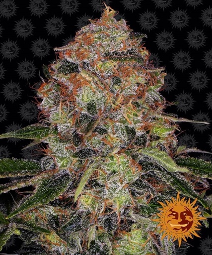 Shiskaberry | PHOTOFEM | Barneys Farm