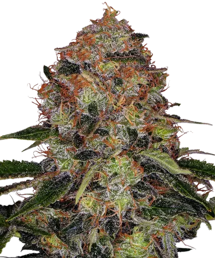 Shiskaberry | PHOTOFEM | Barneys Farm