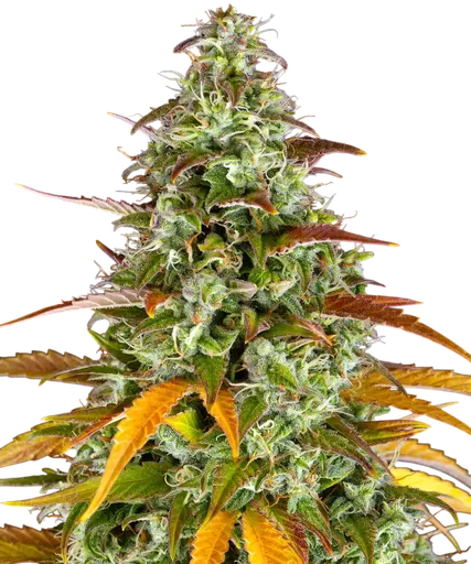 Watermelon Zkittlez Auto | AUTOFEM | Barneys Farm