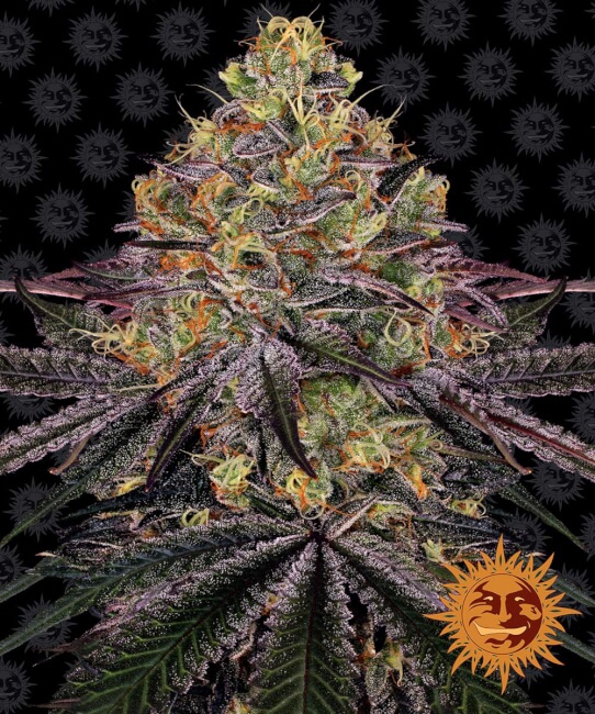 Watermelon Zkittlez | PHOTOFEM | Barneys Farm