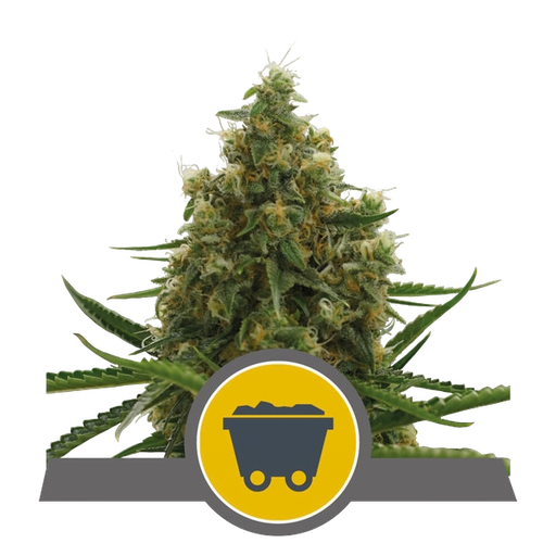 Shining Silver Haze | PHOTOREG | Royal Queen Seeds
