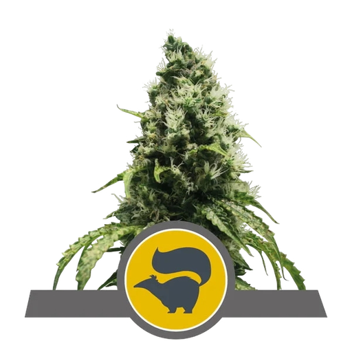 Skunk XL | PHOTOREG | Royal Queen Seeds