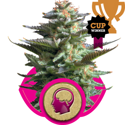 Amnesia Haze | PHOTOFEM | Royal Queen Seeds