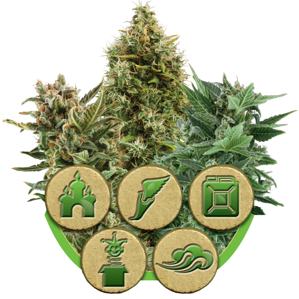 Mix Auto | AUTOFEM | Royal Queen Seeds