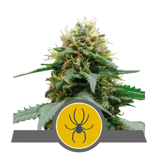White Widow | PHOTOREG | Royal Queen Seeds