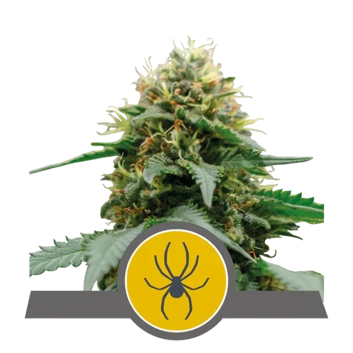White Widow | PHOTOREG | Royal Queen Seeds