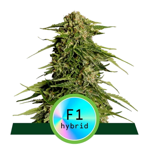 Epsilon F1 | AUTOFEM | Royal Queen Seeds