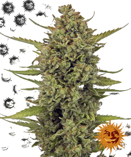 Acapulco Gold | PHOTOFEM | Barneys Farm