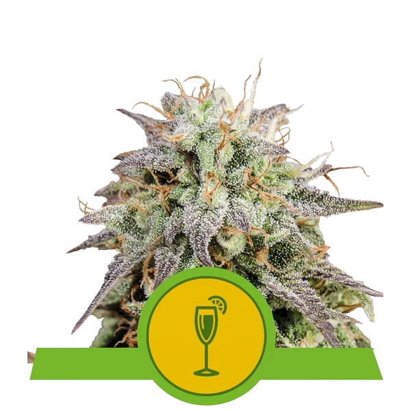 Mimosa Auto | AUTOFEM | Royal Queen Seeds