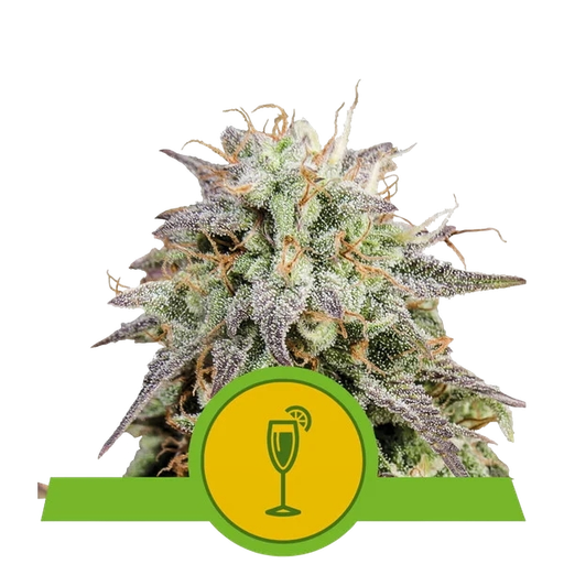 Mimosa | AUTOFEM | Royal Queen Seeds
