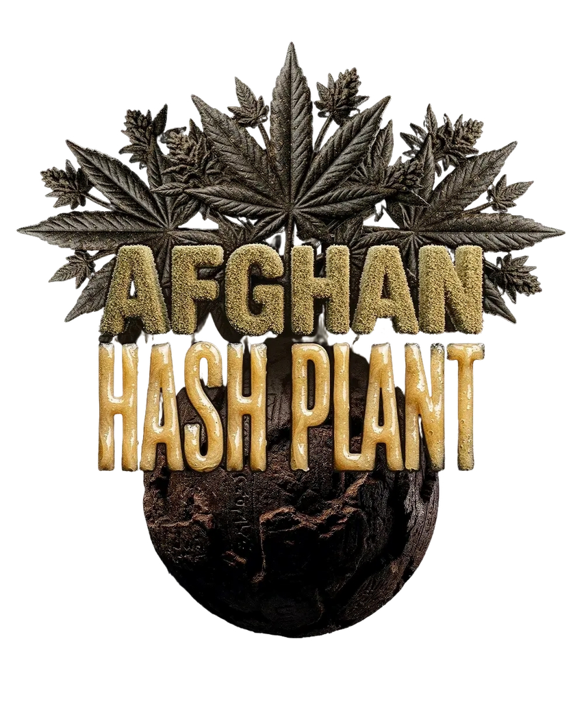Afghan Hash Plant | PHOTOREG | Barneys Farm