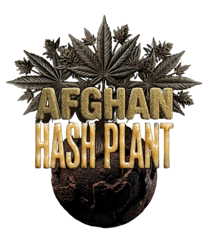 Afghan Hash Plant | PHOTOREG | Barneys Farm