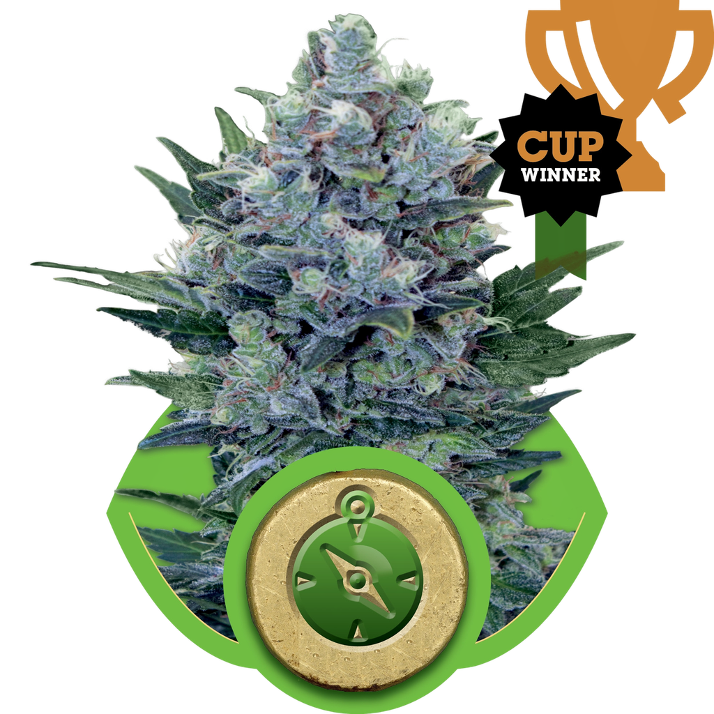 Northern Light Auto | AUTOFEM | Royal Queen Seeds
