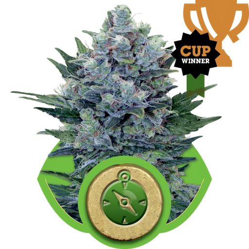 Northern Light | AUTOFEM | Royal Queen Seeds