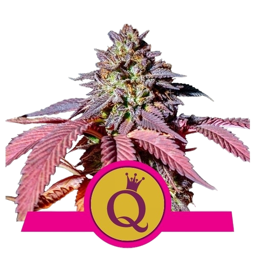 Purple Queen | PHOTOFEM | Royal Queen Seeds