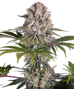 Amnesia Haze | PHOTOFEM | Barneys Farm