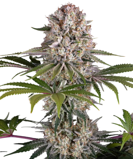 Amnesia Haze | PHOTOFEM | Barneys Farm