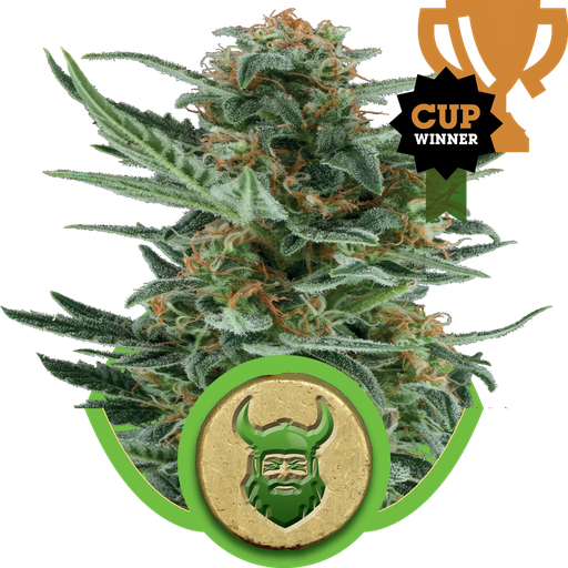 Royal Dwarf | AUTOFEM | Royal Queen Seeds