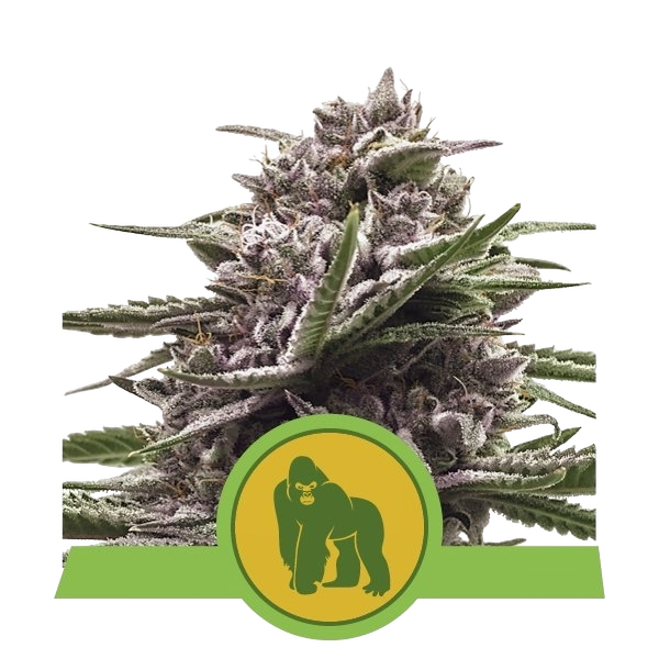 Royal Gorilla Auto | AUTOFEM | Royal Queen Seeds