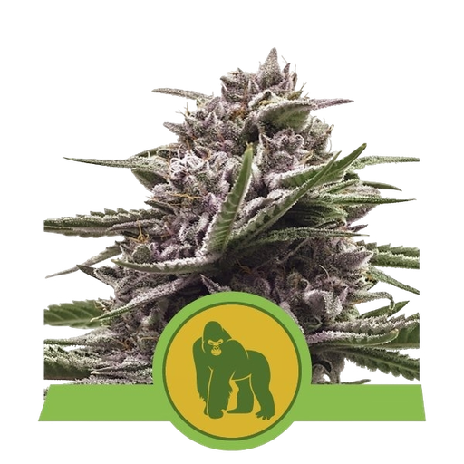 Royal Gorilla | AUTOFEM | Royal Queen Seeds