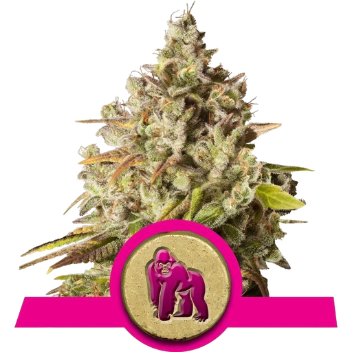 Royal Gorilla | PHOTOFEM | Royal Queen Seeds