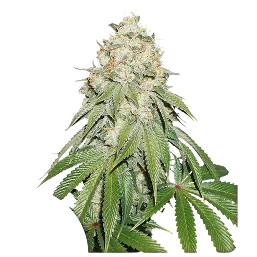 Banana Blaze | PHOTOFEM | Dutch Passion