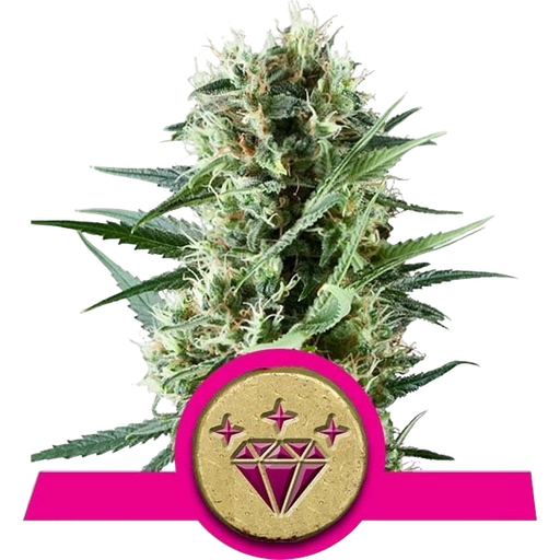 Special Kush #1 | PHOTOFEM | Royal Queen Seeds