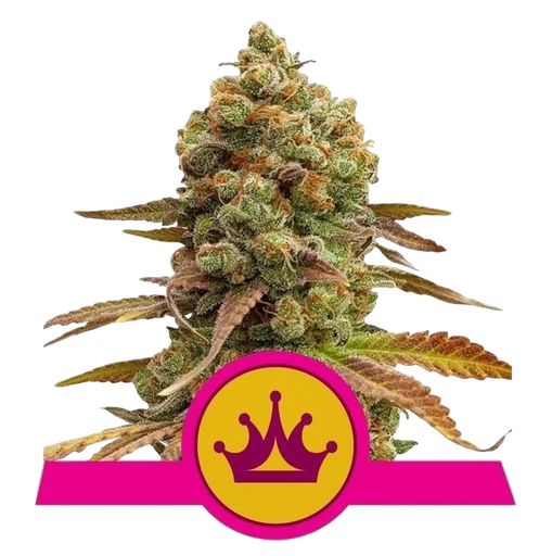 Skunk XL | PHOTOFEM | Royal Queen Seeds