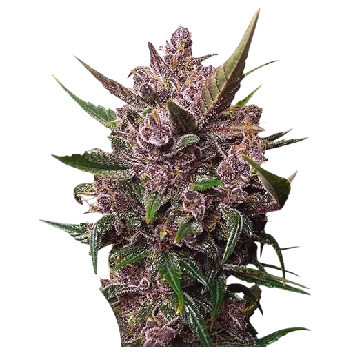 Blackberry Kush | AUTOFEM | Dutch Passion