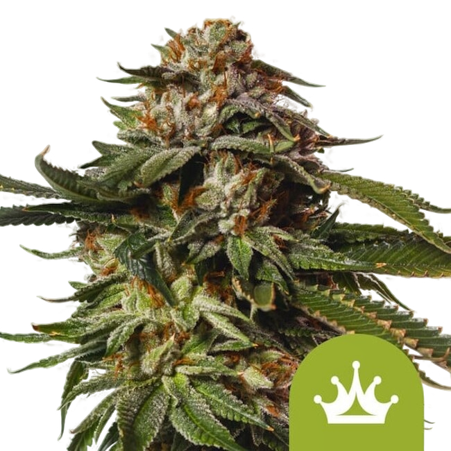 Special Queen #1 Auto | AUTOFEM | Royal Queen Seeds