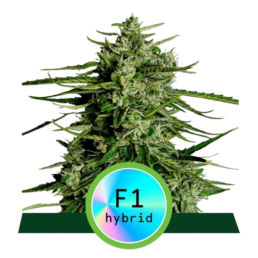 Titan F1 | AUTOFEM | Royal Queen Seeds